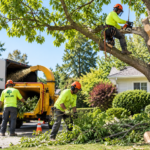 Tree Stump Removal: Why Clearing Old Stumps Matters for Your Landscape